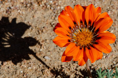 Gazania leiopoda