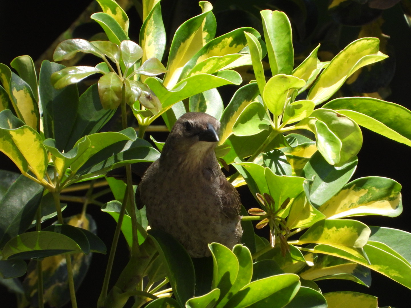 Tordo Llanero Quiscalus lugubris