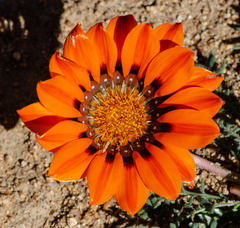 Gazania leiopoda