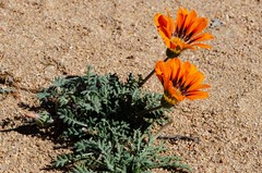 Gazania leiopoda