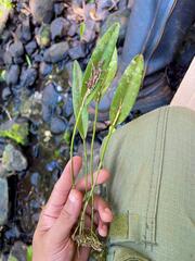 Acianthera pubescens, photograph (c) bruno_san1409, some rights reserved (CC BY-SA)