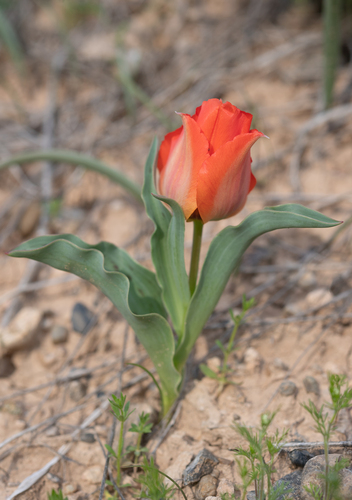 Tulipa greigii, photograph 5