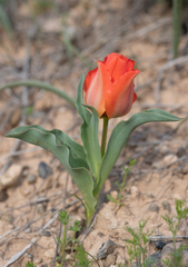 (c) Morten Ross, some rights reserved (CC BY) Tulipa greigii, photograph (c) Morten Ross, some rights reserved (CC BY)