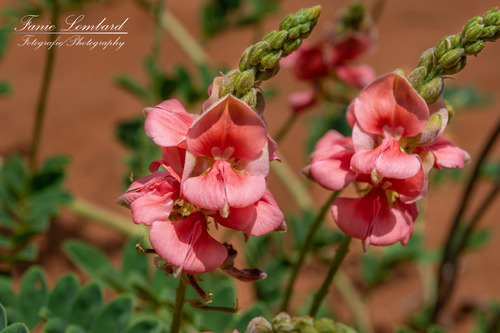 Indigofera sordida