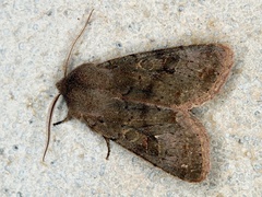 Orthosia populeti
