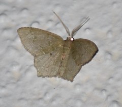 Chloropteryx nordicaria