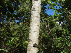 Heliocarpus