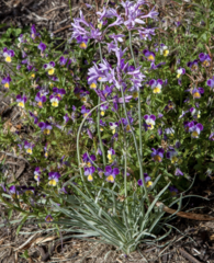 Dierama pulcherrimum