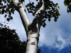 Heliocarpus