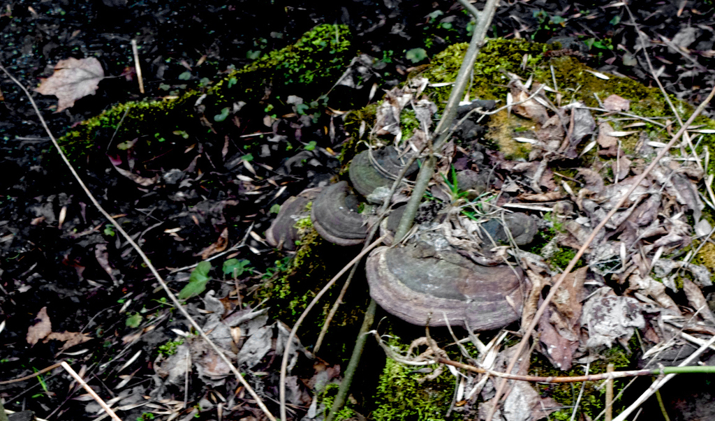 Ganoderma applanatum · April 2026 · photo: © prokhozhyj (iNaturalist, cc-by)