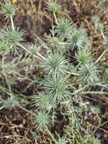 iNaturalist observation photo of Great Valley Coyote-thistle