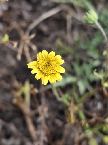 iNaturalist observation photo of Fremont's goldfields