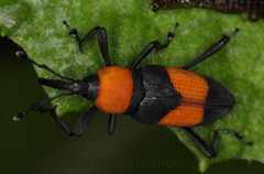 Rhodobaenus augustinus