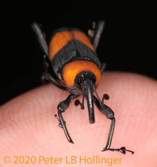 Rhodobaenus augustinus