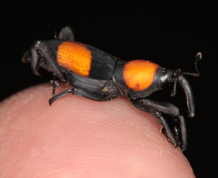 Rhodobaenus augustinus