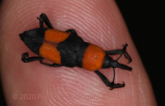Rhodobaenus augustinus