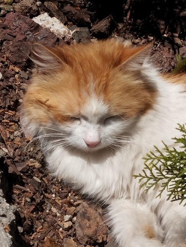 Domestic Cat