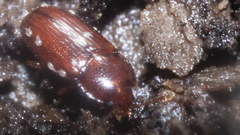 Philothermus glabriculus