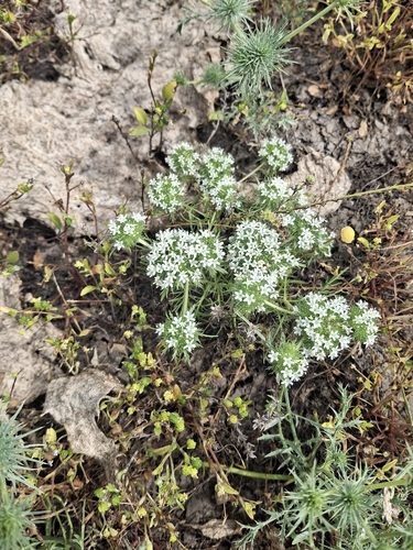 iNaturalist observation photo of Navarretia leucocephala leucocephala