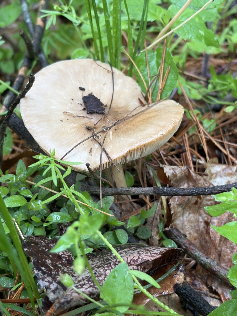 Pluteus cervinus · April 2026 · photo: © julietrav24 (iNaturalist, cc-by)