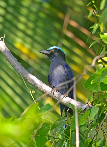 Purple-winged Roller