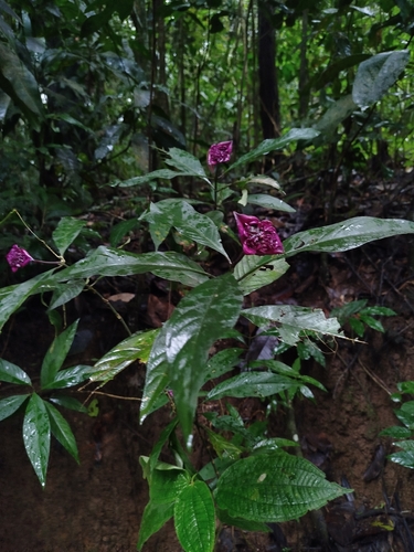 Palicourea colorata