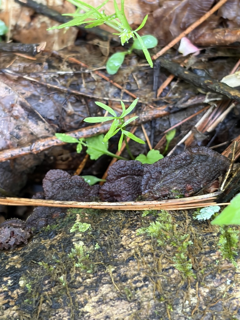 Fuscoporia gilva · April 2026 · photo: © julietrav24 (iNaturalist, cc-by)
