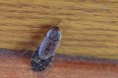 Parcoblatta pennsylvanica