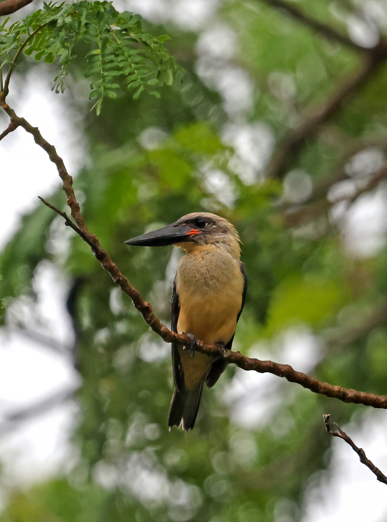Pekaka bua-bua (Pelargopsis melanorhyncha)
