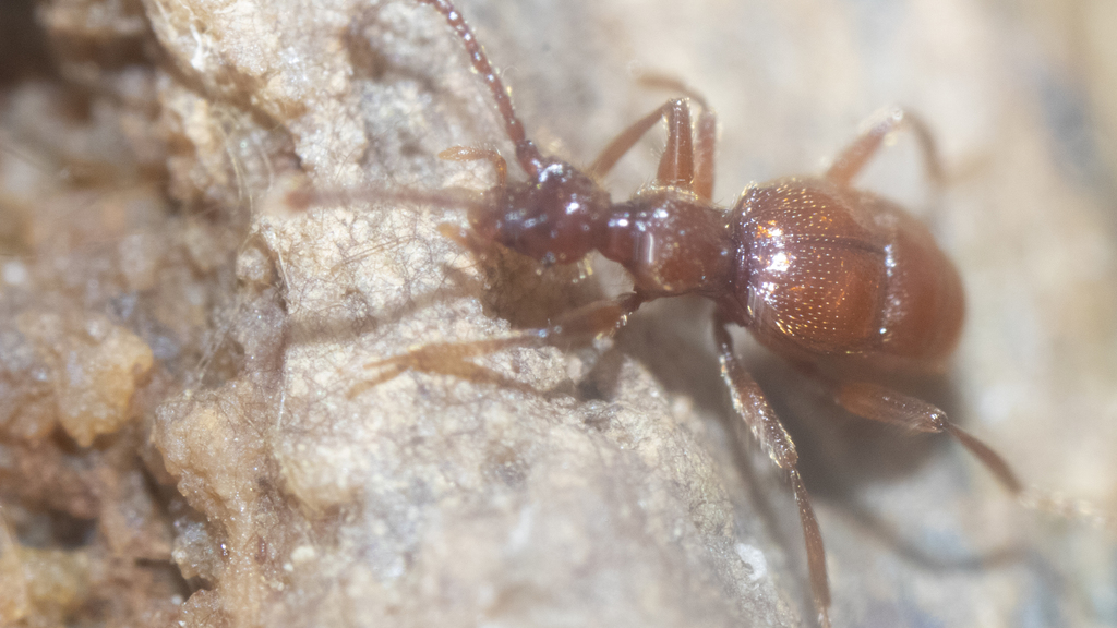 Batriasymmodes