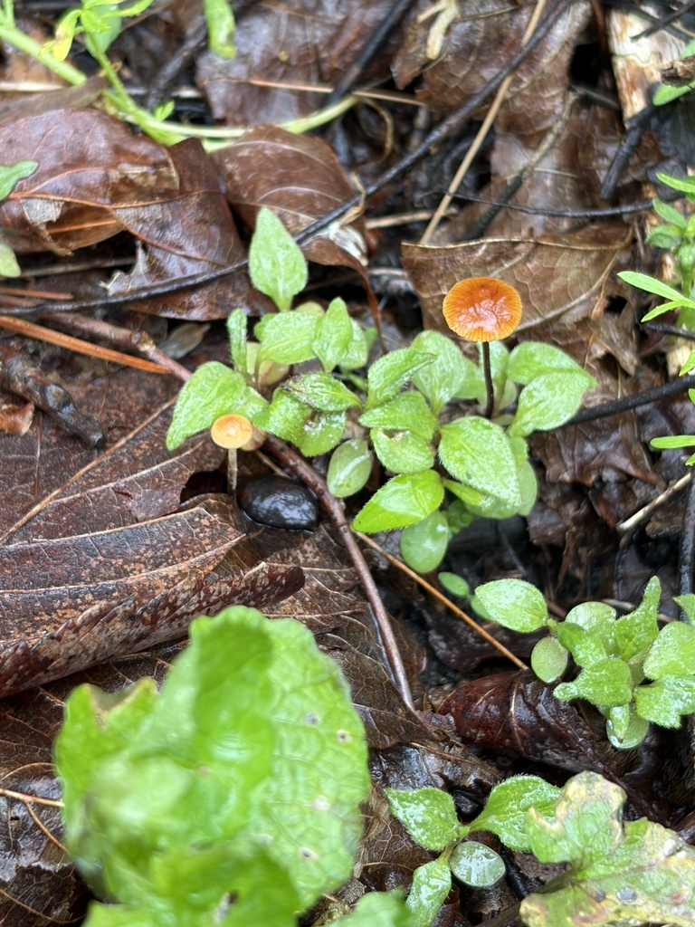 Rhizomarasmius pyrrhocephalus · April 2026 · photo: © julietrav24 (iNaturalist, cc-by)