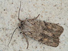 Lithophane ornitopus