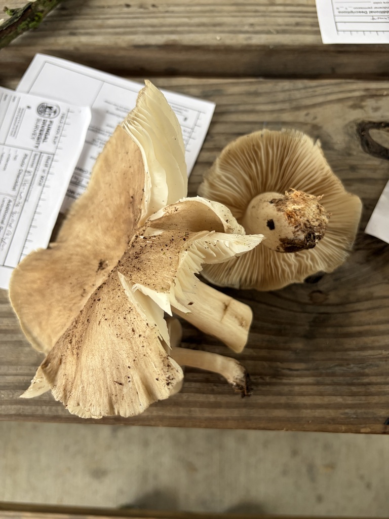 Megacollybia rodmanii · April 2026 · photo: © julietrav24 (iNaturalist, cc-by)