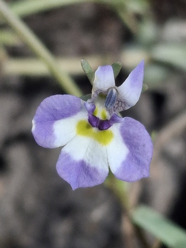 iNaturalist observation photo of Downingia bicornuta picta