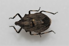Brochymena lineata