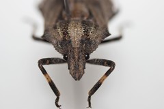 Brochymena lineata