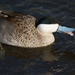 Puna Teal - Photo (c) Gidzy, some rights reserved (CC BY)