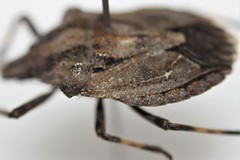 Brochymena lineata