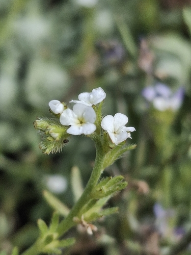 iNaturalist observation photo of stalked popcornflower
