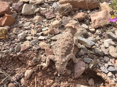 Phrynosoma coronatum