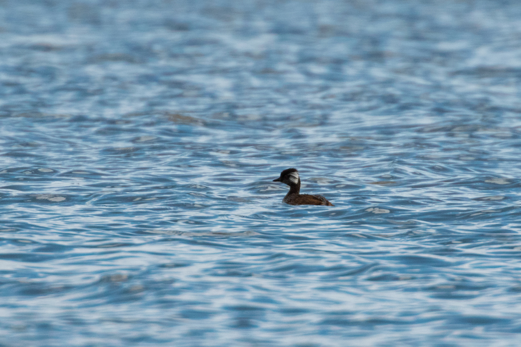 Junín White-tufted Grebe