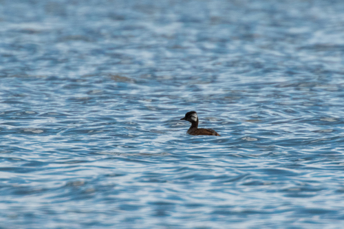 Junín White-tufted Grebe