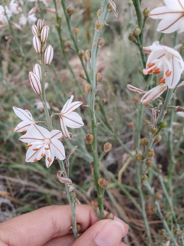 Onion-Leafed Asphodel