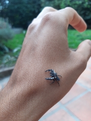 Mburuvicha galianoae