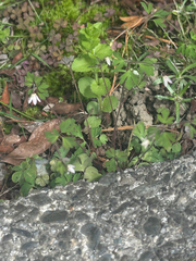 Semiaquilegia adoxoides, photograph (c) 岸本年郎, some rights reserved (CC BY)