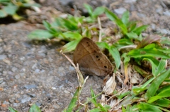 Yphthimoides patricia