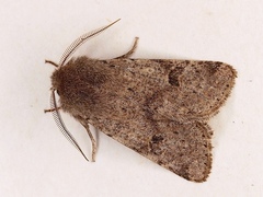Orthosia cruda