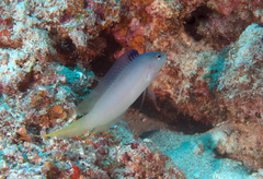 Oxycercichthys veliferus