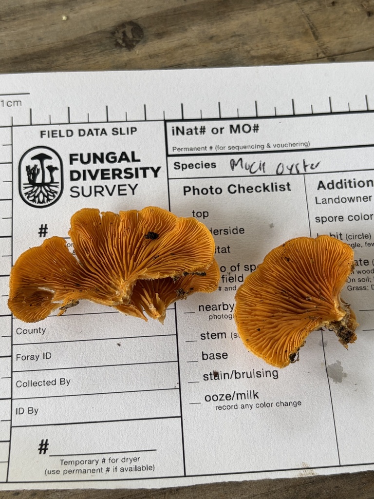 Phyllotopsis nidulans · April 2026 · photo: © julietrav24 (iNaturalist, cc-by)