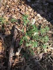 Cardamine concatenata